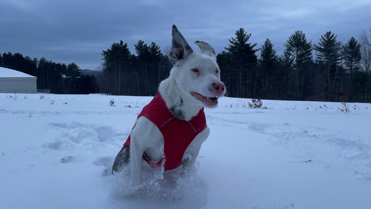 a dog in snow near the water tower