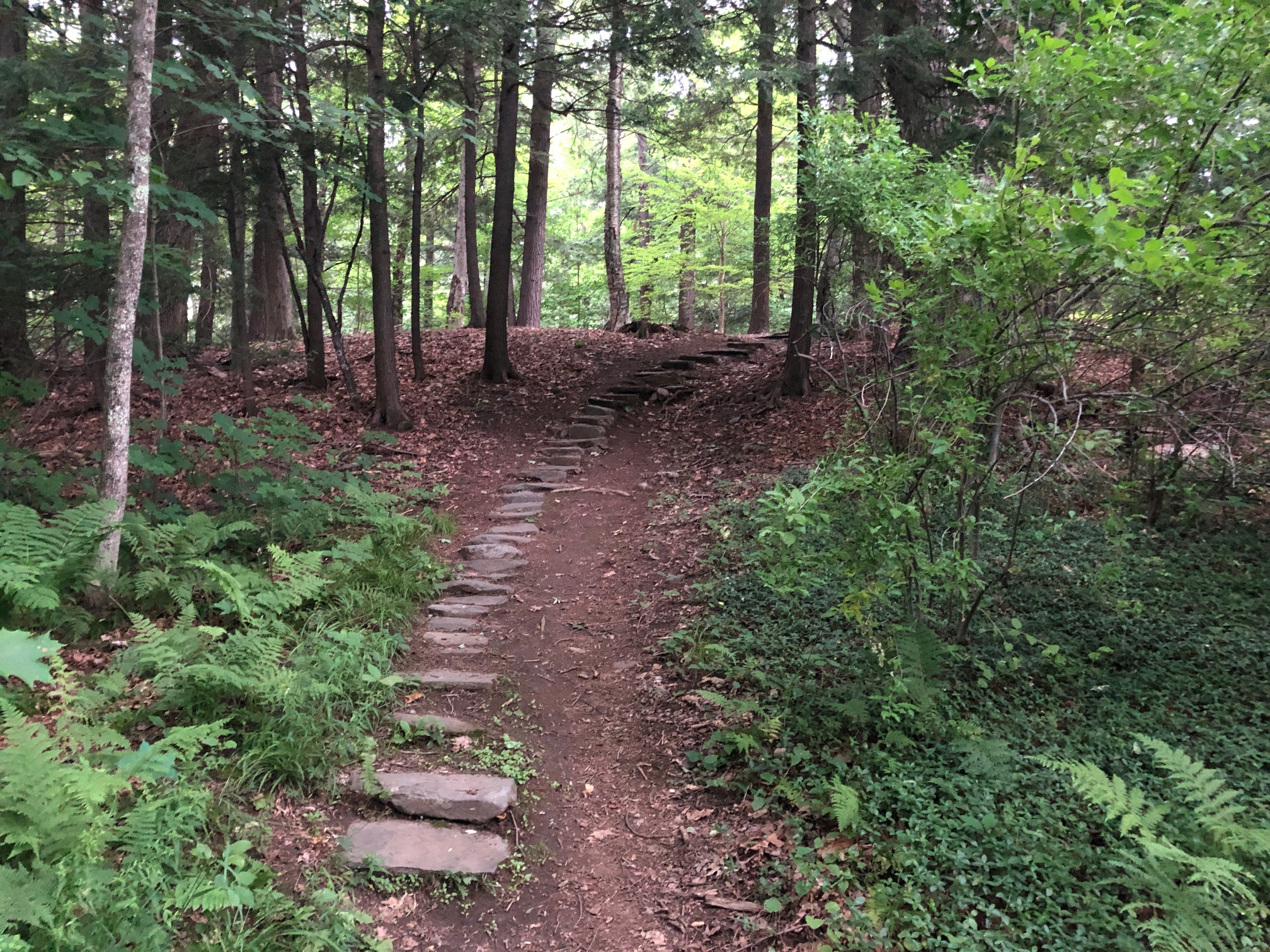 stairs climbing into Bonney Woods